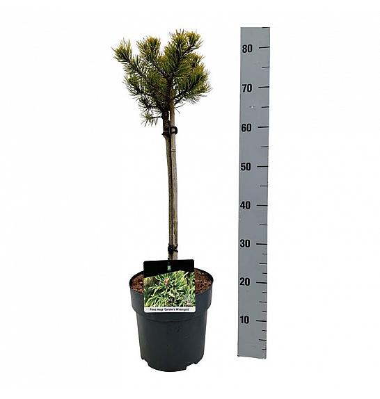 Pinus mugo Carstens Wintergold C5 Lit. Na steblu 40 cm