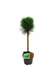 Pinus nigra Summer Breeze C5 Lit. Na steblu 40 cm