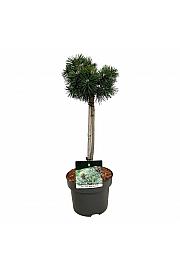 Pinus mugo Green Pearl C5 Lit. Na steblu 40 cm