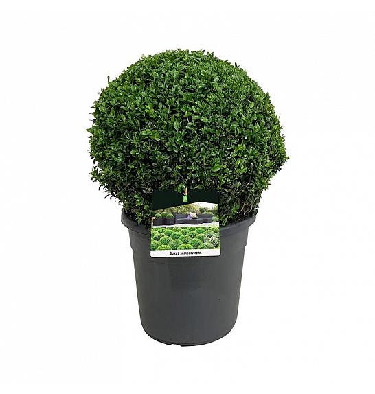 Buxus sempervirens C12 Lit. Lopta 40+ cm