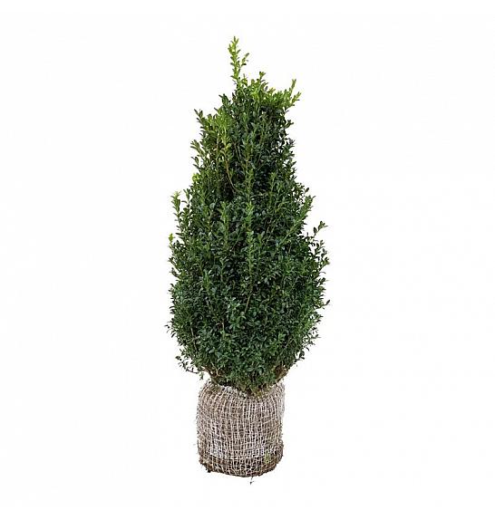 Buxus sempervirens bala 80-100 cm