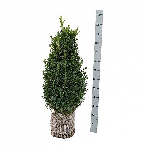 Buxus sempervirens bala 80-100 cm