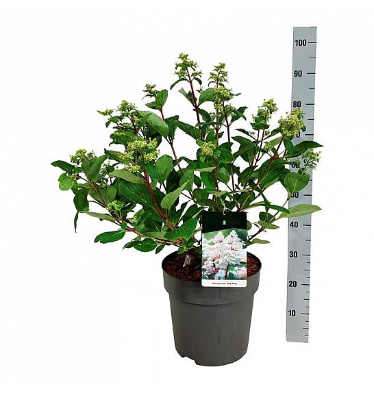 Hydrangea paniculata Early Harry C15 Lit. 50-60 cm
