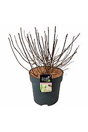 Hortenzija metlasta Little Lime C15 Lit. 50-60 cm