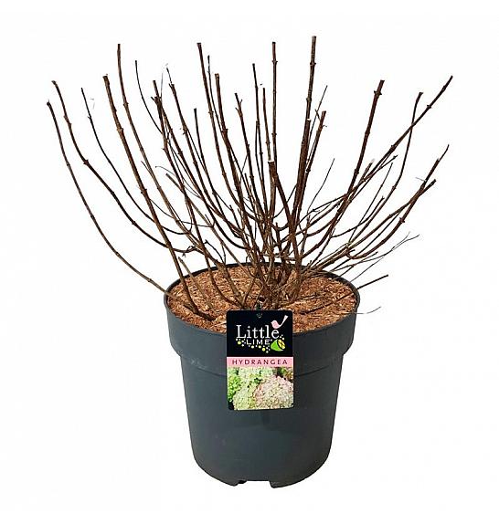 Hortenzija metlasta Little Lime C15 Lit. 50-60 cm