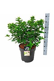Hydrangea paniculata Little Lime C15 Lit. 50-60 cm