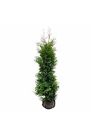 Thuja occidentalis Golden Brabant PBR bala 160-180 cm dodatno