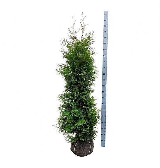 Thuja occidentalis Golden Brabant PBR bala 160-180 cm extra