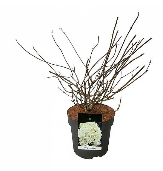 Hortenzija panuculata Skyfall ® C15 Lit. 60-80 cm