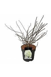Hydrangea panuculata Skyfall ® C15 Lit. 60-80 cm