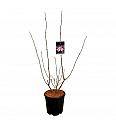 Sambucus nigra Black Lace C15 Lit. 80-100 cm