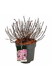 Čarobni jastuk Hydrangea serrata C15 lit. 50-60 cm