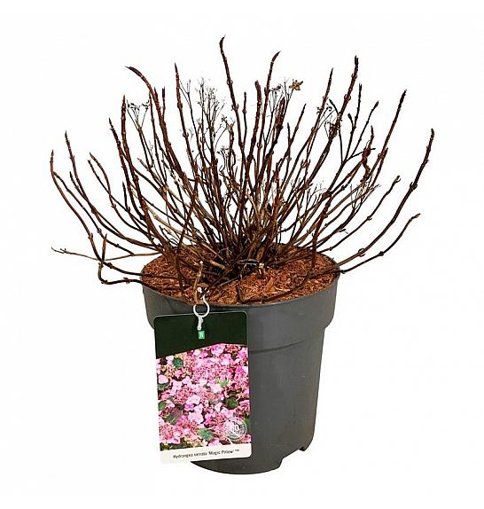 Čarobni jastuk Hydrangea serrata C15 lit. 50-60 cm