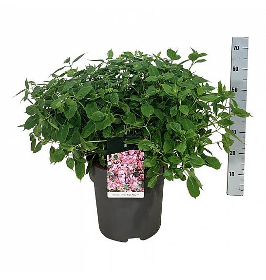 Hydrangea serrata Magic Pillow C15 Lit. 50-60 cm