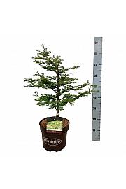 Metasequoia glyptostroboides Hamlets Broom C7,5 Lit. 50-60 cm