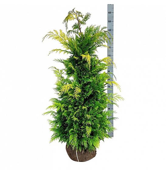 Chamaecyparis lawsoniana Ivonne bala 120-140 cm extra