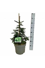 Picea orientalis Aureospicata C7,5 Lit. 40-50 cm