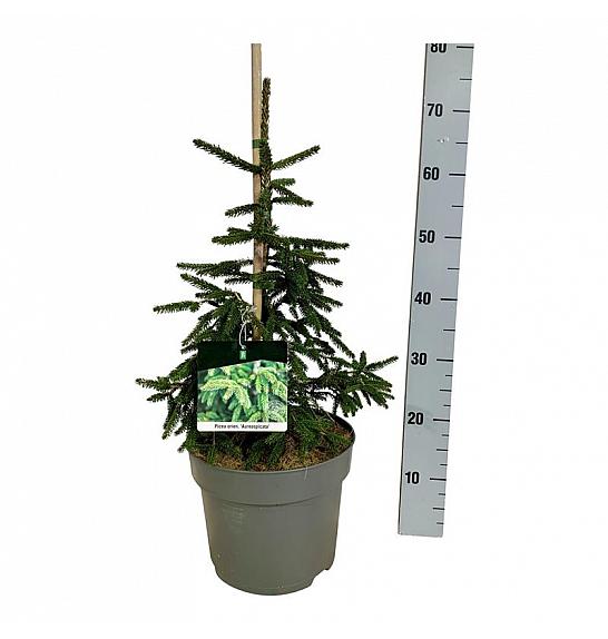 Picea orientalis Aureospicata C7,5 Lit. 40-50 cm