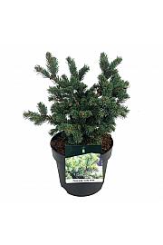Picea pungens Lucky Strike C7,5 Lit. 30-40 cm