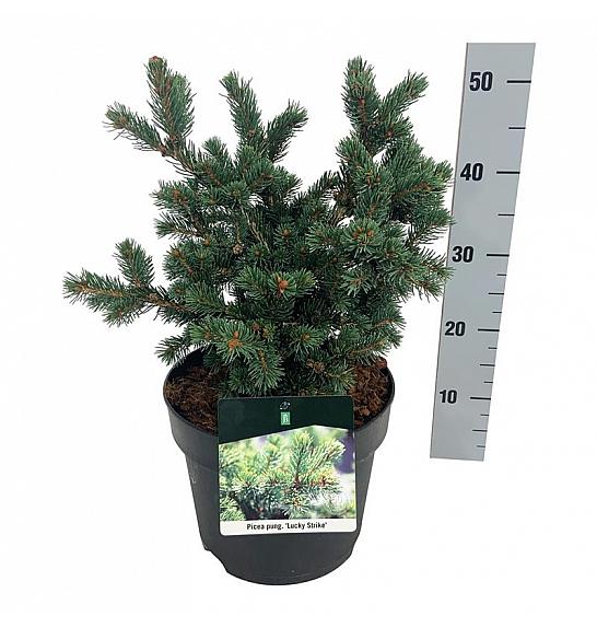 Picea pungens Lucky Strike C7,5 Lit. 30-40 cm