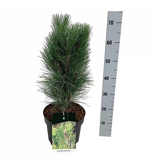 Pinus nigra Green Tower C7,5 Lit. 40-50 cm