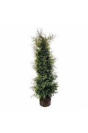 Thuja occidentalis Brabant bala 200-225 cm