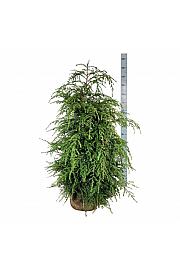 Bale Tsuga canadensis 100-125 dodatno