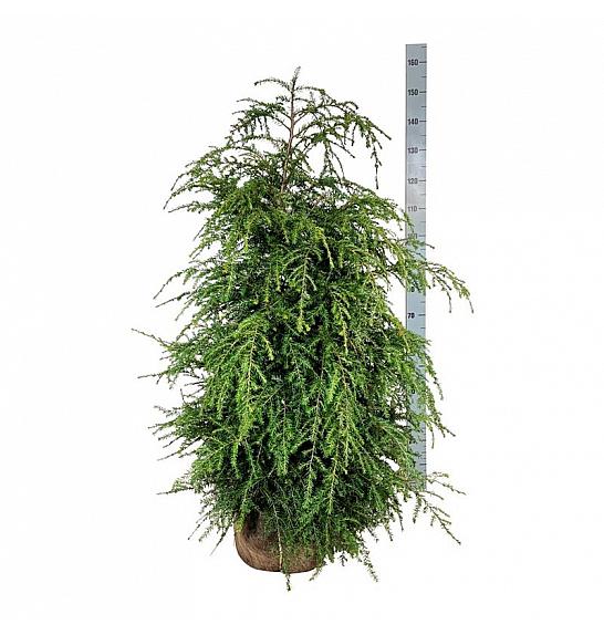 Bale Tsuga canadensis 100-125 dodatno