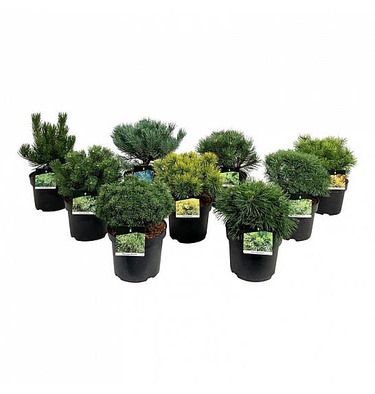 Ekskluzivna mješavina četinjača C7,5 lit. 30-35 cm