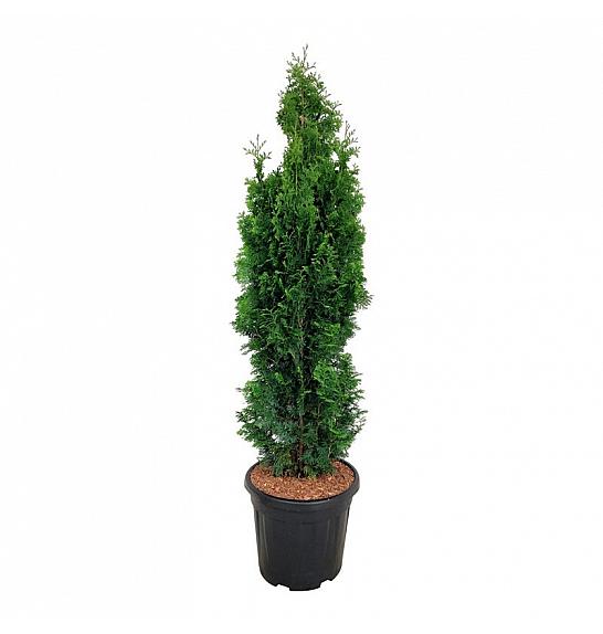 Thuja occidentalis Degroots Spire C15 Lit. 100-120 cm