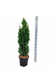 Thuja occidentalis Degroots Spire C15 Lit. 100-120 cm