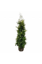 Thuja occidentalis Golden Brabant PBR bala 180-200 cm extra