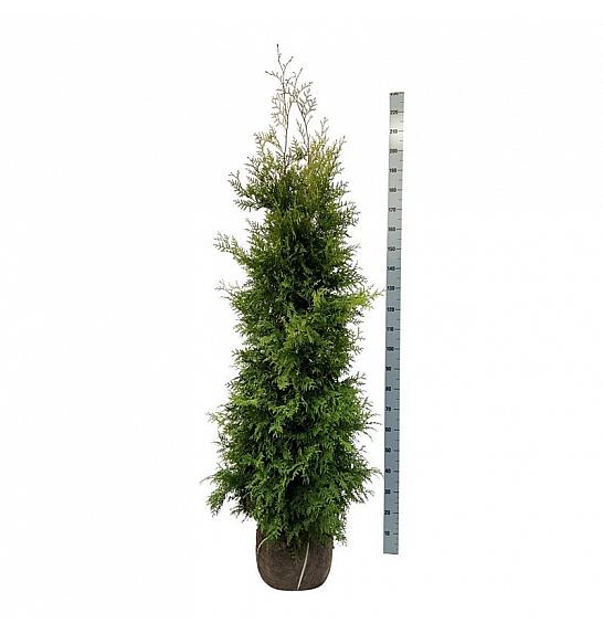 Thuja occidentalis Golden Brabant PBR bala 180-200 cm extra