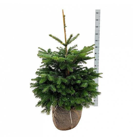 Abies nordmanniana bala 80-100 cm ekstra