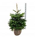 Abies nordmanniana bala 80-100 cm extra