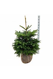 Abies nordmanniana bala 80-100 cm extra