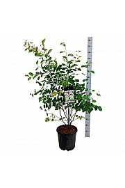 Amelanchier lamarckii C15 Lit. 125-150 cm