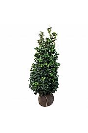 Prunus laurocerasus Ani PBR bala 125-150 cm ekstra