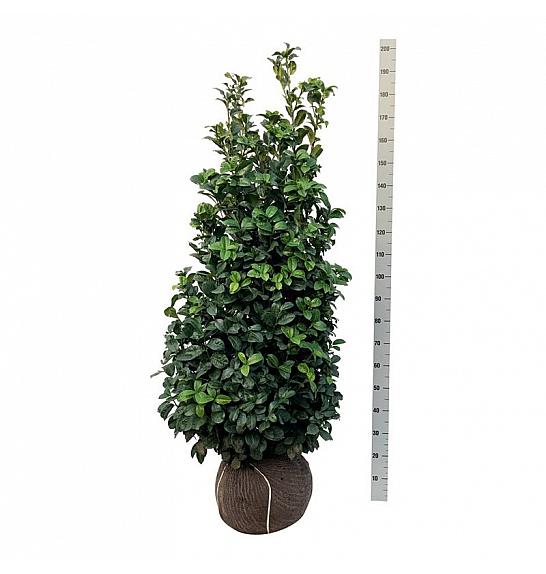 Prunus laurocerasus Ani PBR bala 125-150 cm extra