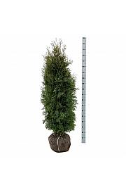 Thuja occidentalis Pyramidalis Compacta bala 160-180 cm ekstra