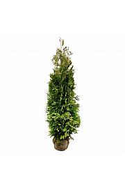 Thuja occidentalis Golden Brabant PBR bala 200-225 cm extra