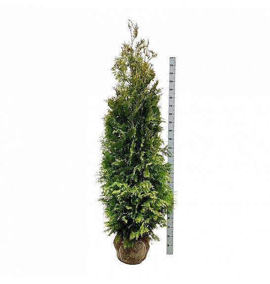 Thuja occidentalis Golden Brabant PBR bala 200-225 cm extra