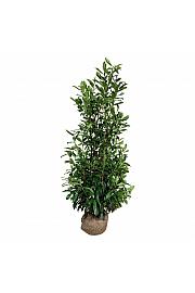 Prunus laurocerasus Caucasica bala 150-175 cm ekstra