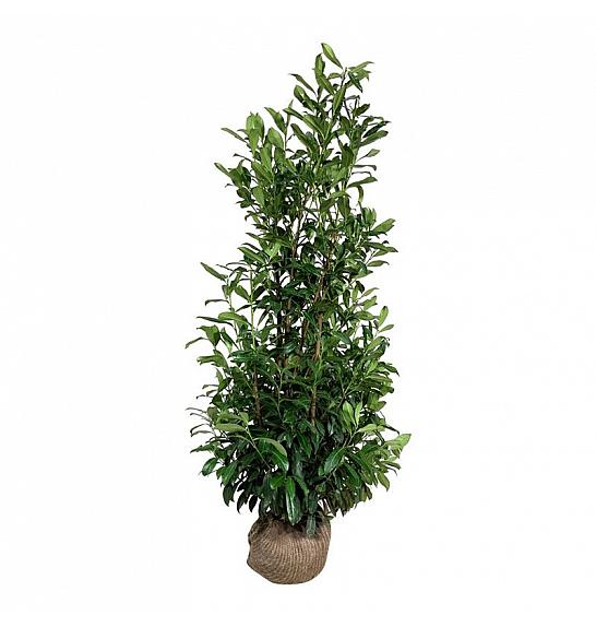 Prunus laurocerasus Caucasica bala 150-175 cm extra