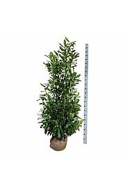 Prunus laurocerasus Caucasica bala 150-175 cm extra