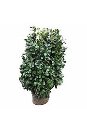 Prunus laurocerasus Bonaparte PBR bala 100-125 cm extra
