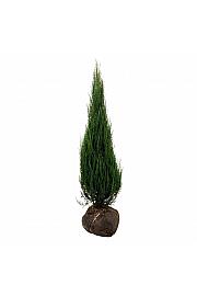Juniperus scopulorum Blue Arrow bala 125-150 cm extra