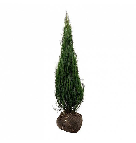 Juniperus scopulorum Blue Arrow bala 125-150 cm extra
