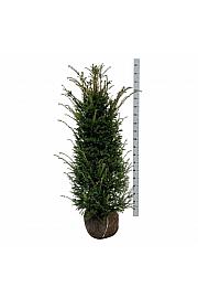 Taxus baccata bala 120-140 cm ekstra