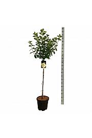 Hydrangea paniculata Limelight C15 Lit. Na steblu 90 cm